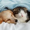 Image blog 3