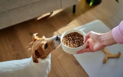 itler ucun duzgun qidalanma