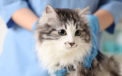 steril pisikler nece qidalanmali