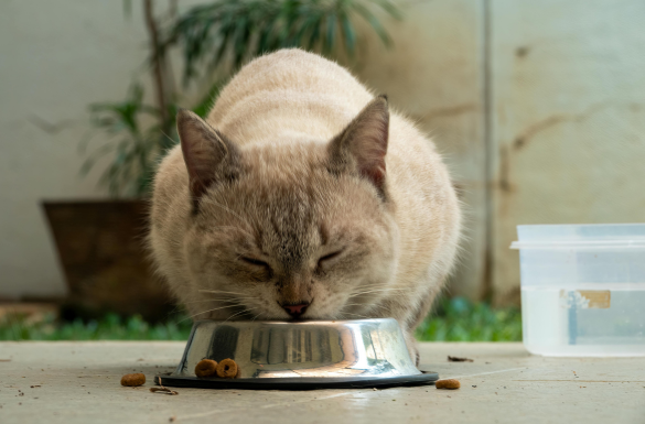 pisik yemi nece secilmeli 1