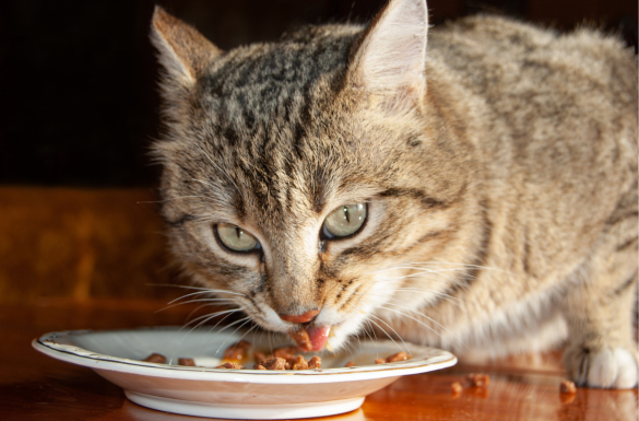 pisik yemi nece secilmeli 2